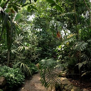 Papiliorama - Jungle Trek