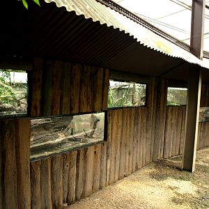 Papiliorama - Jungle Trek (Tayra exhibit)