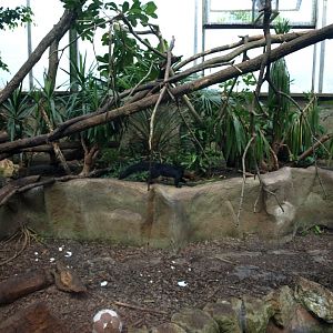 Papiliorama - Jungle Trek (Tayra exhibit)