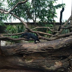 Papiliorama - Jungle Trek (Tayra exhibit)