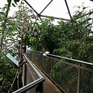 Papiliorama - Jungle Trek (Tree-Top Walk)