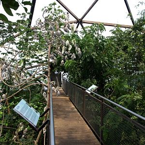Papiliorama - Jungle Trek (Tree-Top Walk)