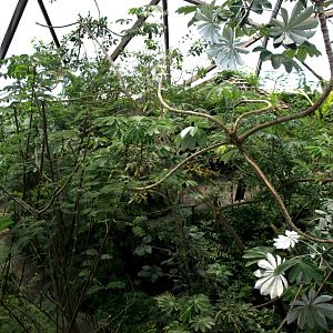 Papiliorama - Jungle Trek