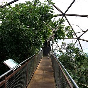 Papiliorama - Jungle Trek (Tree-Top Walk)