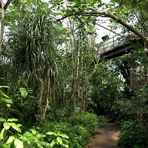 Papiliorama - Jungle Trek