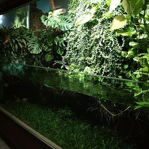 Aqua-terrarium