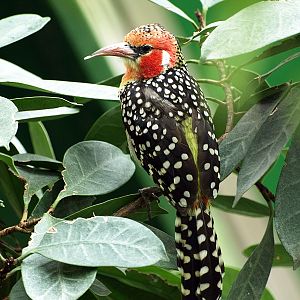 Red and yellow barbet