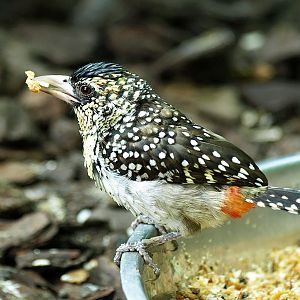 D'Arnaud's barbet