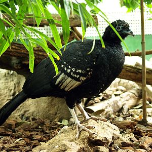 Curassow