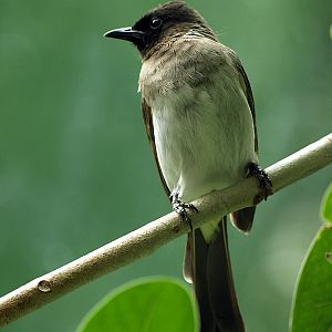 Common bulbul