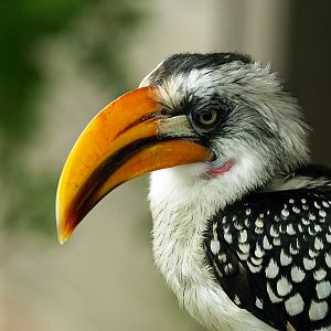 Yellow-billed hornbill