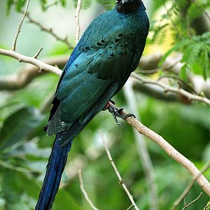 Long-tailed Glossy starling