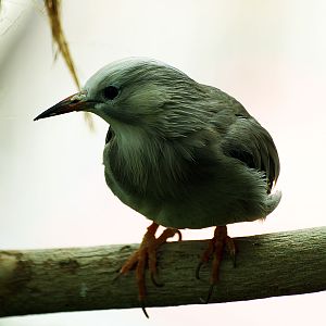 Red-billed starling