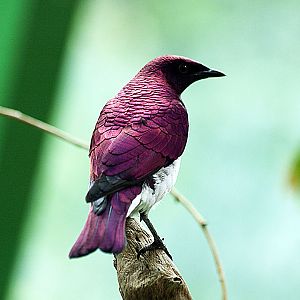 Cock Amethyst starling