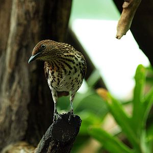 Hen Amethyst starling