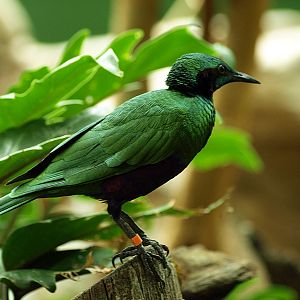 Emerald starling