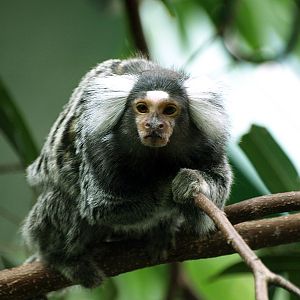 Common marmoset