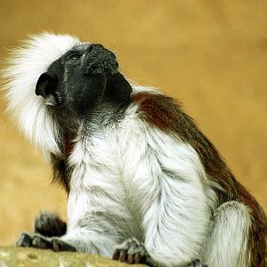 Cottontop tamarin