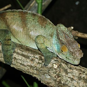 Parson's chameleon