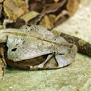Gabon viper