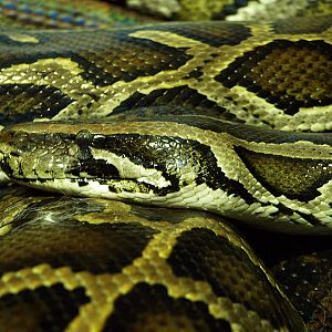 Burmese python