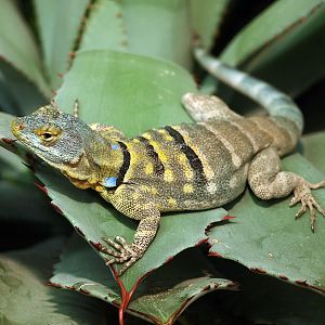 Baja Blue rock lizard