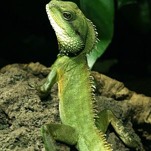 Chinese Water dragon