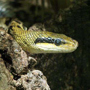 Beauty rat snake