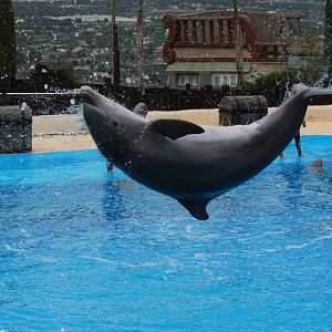 Bottle-nosed Dolphin