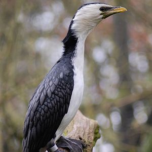Little pied cormorant
