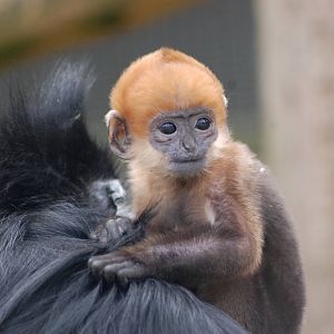 Francois' Langur