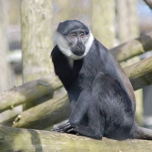 New Arrivals - L'Hoest's monkey (1.1)