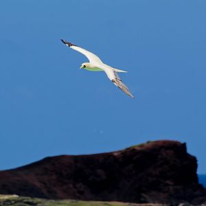 Red-footed Booby (wild)