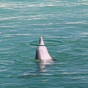 Bottlenose Dolphin with a Hula Hoop