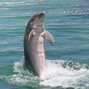 Bottlenose dolphin tail walk