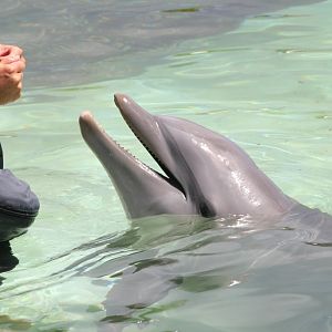 Encounter with a Bottlenose Dolphin