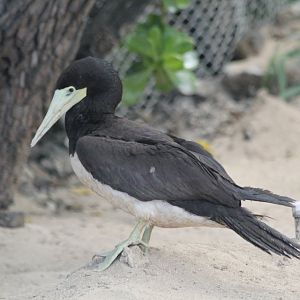 Brown Booby