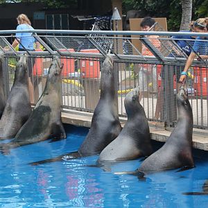 California Sealions getting fed