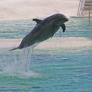 Bottlenose Dolphin