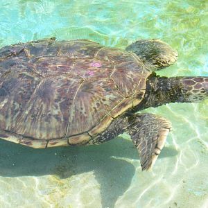 Green Turtle