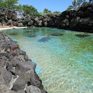 Green Turtle pool