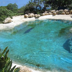 Hawaiian Monk Seal Pool