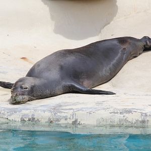 Hawaiian Monk Seal