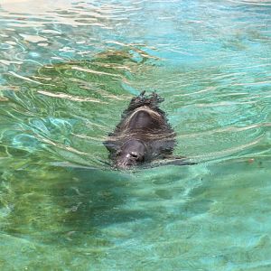 Hawaiian Monk Seal