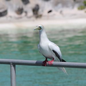 Red-footed Booby (wild)