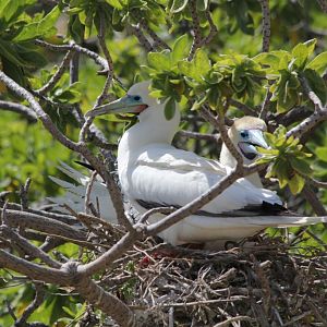 Nesting Red-footed Boobies (wild)