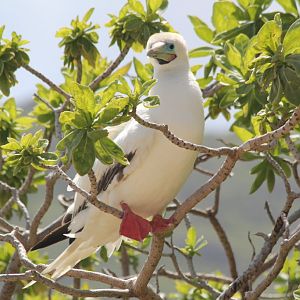 Red-footed Booby (wild)