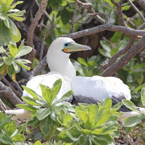 Nesting Red-footed Boobies (wild)
