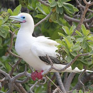 Red-footed Booby (wild)
