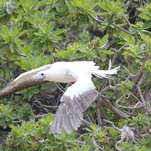 Red-footed Booby (wild)